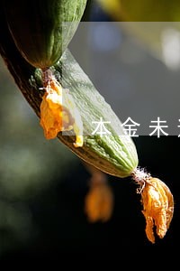 本金未逾期核销 本金未逾期核销
