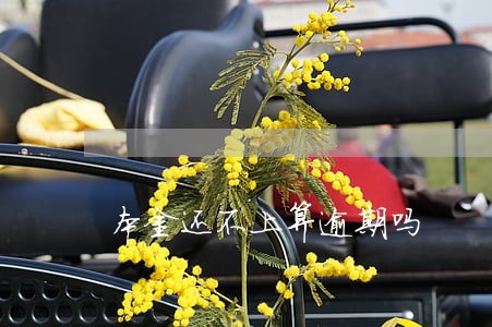 本金还不上算逾期吗