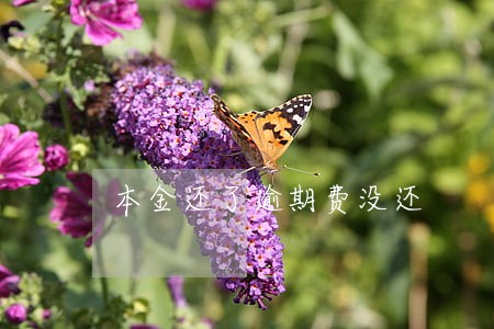 本金还了逾期费没还 本金还了逾期费没还