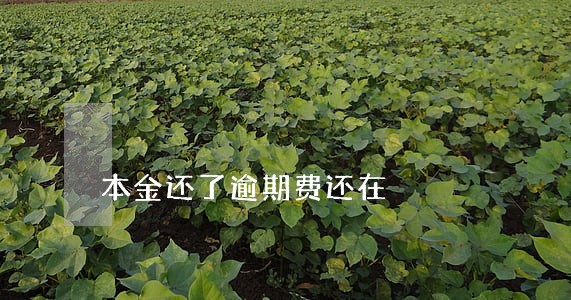 本金还了逾期费还在 本金还了逾期费还在