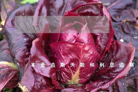 本金逾期天数和利息逾期天数 本金逾期天数和利息逾期天数