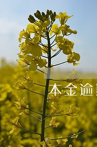 本金逾期天数计算器 本金逾期天数计算器