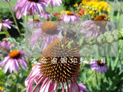 本金逾期如何计算 本金逾期如何计算
