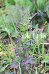 朱仙镇违法建筑拆除 朱仙镇违法建筑拆除