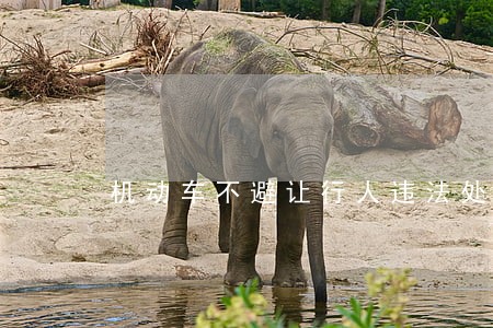 机动车不避让行人违法处罚 机动车不避让行人违法处罚