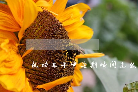 机动车年审逾期时间怎么算 机动车年审逾期时间怎么算