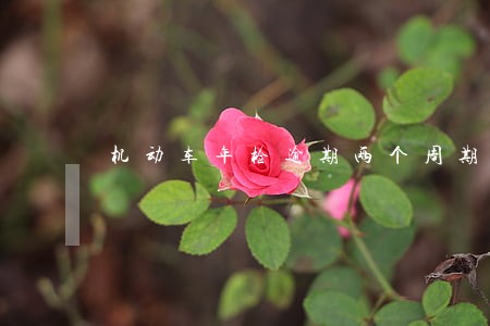 机动车年检逾期两个周期怎么罚 机动车年检逾期两个周期怎么罚