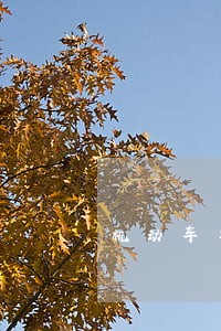 机动车年检逾期处罚规定 机动车年检逾期处罚规定