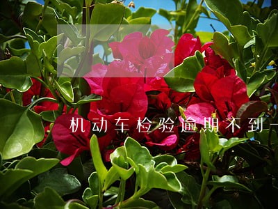 机动车检验逾期不到一个月 机动车检验逾期不到一个月