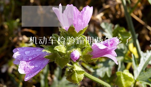 机动车检验逾期两年多了 机动车检验逾期两年多了