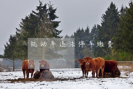 机动车违法停车缴费