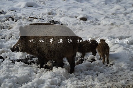 机动车违法和驾驶人违法 机动车违法和驾驶人违法