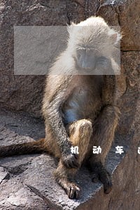 机动车违法处理中 机动车违法处理中
