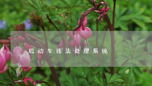 机动车违法处理系统 机动车违法处理系统