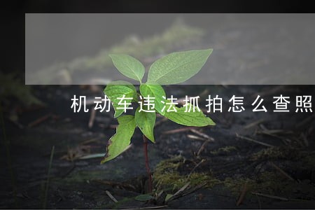 机动车违法抓拍怎么查照片