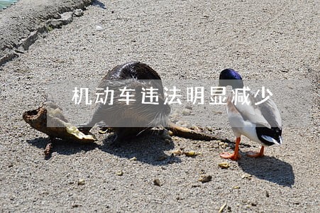 机动车违法明显减少 机动车违法明显减少