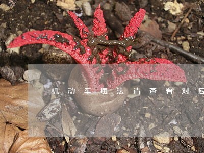机动车违法请查看对应视频