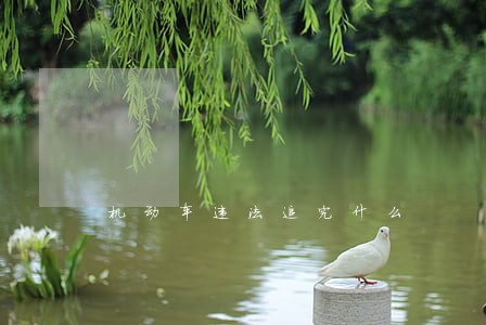 机动车违法追究什么 机动车违法追究什么