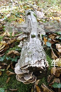 机动车违章查询违法3 机动车违章查询违法3