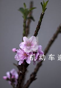 机动车逾期一年未审 机动车逾期一年未审
