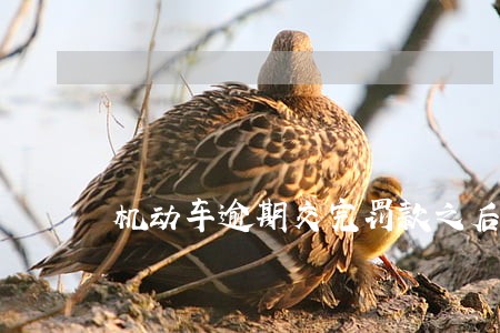 机动车逾期交完罚款之后怎么办 机动车逾期交完罚款之后怎么办