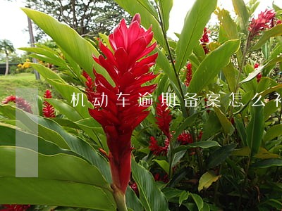 机动车逾期备案怎么补救 机动车逾期备案怎么补救