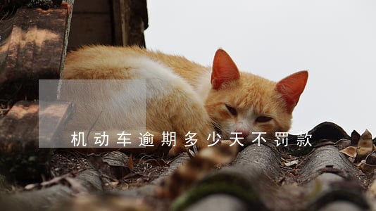 机动车逾期多少天不罚款 机动车逾期多少天不罚款
