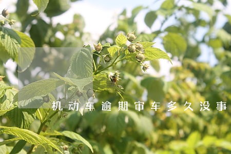 机动车逾期审车多久没事 机动车逾期审车多久没事