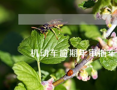 机动车逾期年审拖车 机动车逾期年审拖车