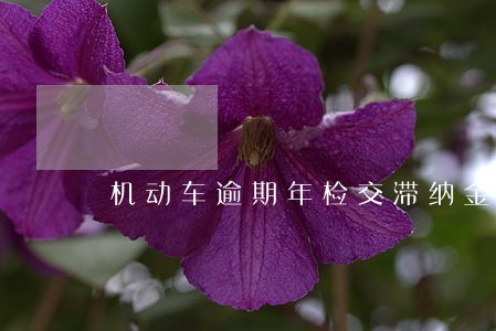 机动车逾期年检交滞纳金吗 机动车逾期年检交滞纳金吗