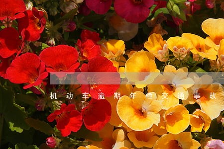机动车逾期年检交通事故