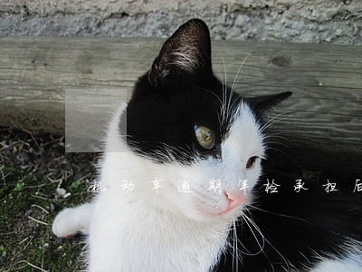 机动车逾期年检承担后果是什么