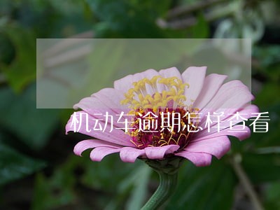 机动车逾期怎样查看 机动车逾期怎样查看