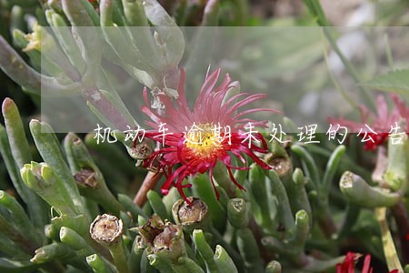 机动车逾期未处理的公告 机动车逾期未处理的公告