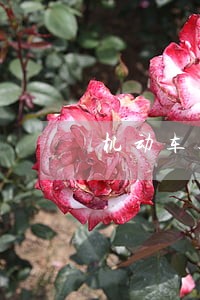 机动车逾期未年检注销 机动车逾期未年检注销