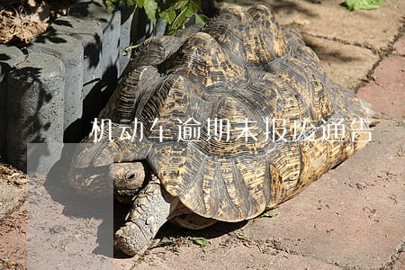 机动车逾期未报废通告 机动车逾期未报废通告