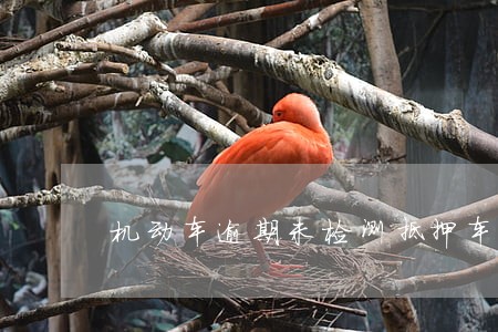 机动车逾期未检测抵押车 机动车逾期未检测抵押车
