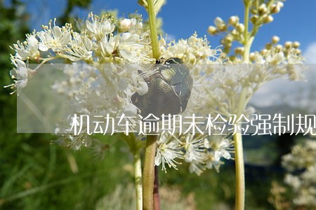 机动车逾期未检验强制规定 机动车逾期未检验强制规定