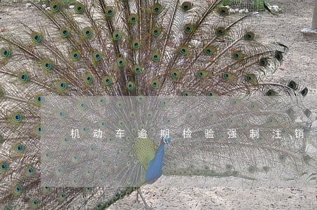 机动车逾期检验强制注销怎么恢复 机动车逾期检验强制注销怎么恢复