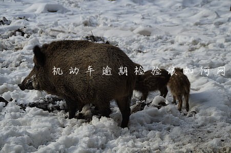 机动车逾期检验该如何网上处理 机动车逾期检验该如何网上处理