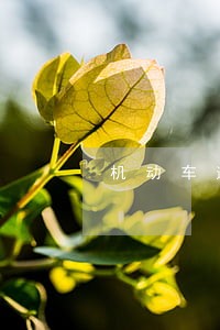 机动车逾期督促通知书 机动车逾期督促通知书
