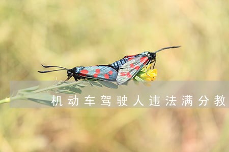 机动车驾驶人违法满分教育心得体会
