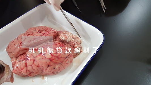 机机熊贷款逾期了 机机熊贷款逾期了
