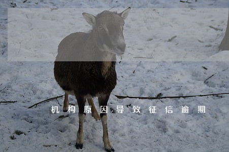 机构原因导致征信逾期 机构原因导致征信逾期