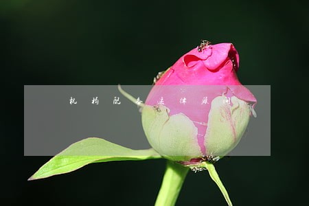 机构配备法律顾问 机构配备法律顾问