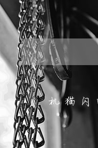 机猫闪电虎雏鹰逾期 机猫闪电虎雏鹰逾期