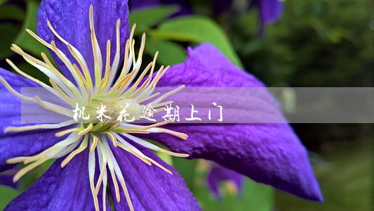 机米花逾期上门 机米花逾期上门