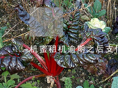 机蜜租机逾期之后支付宝打不开 机蜜租机逾期之后支付宝打不开