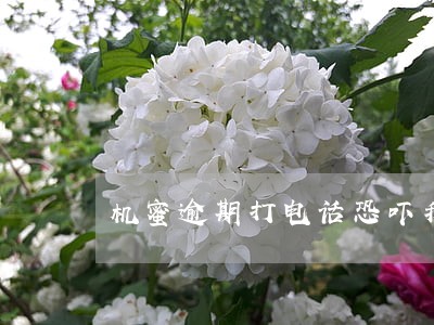 机蜜逾期打电话恐吓我
