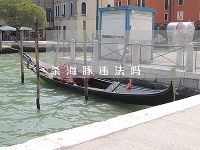杀海豚违法吗 杀海豚违法吗